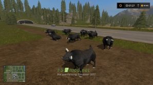 BLACK BULL